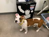 adoptable Dog in  named MOMMA