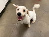 adoptable Dog in  named GOOFY