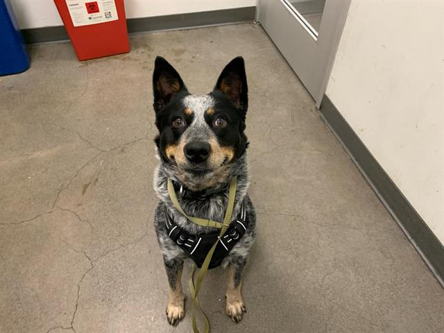 adoptable Dog in Berkeley, CA named BUSTER POSEY JR.