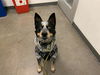 adoptable Dog in  named BUSTER POSEY JR.