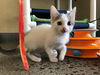 adoptable Cat in ,  named ZINNIA