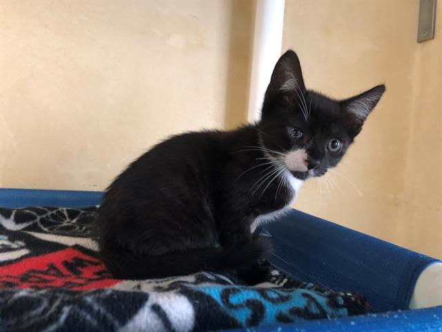 adoptable Cat in Berkeley, CA named ZOLA