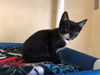 adoptable Cat in ,  named ZOLA