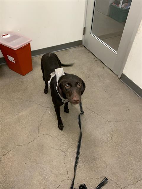 adoptable Dog in Berkeley, CA named LOLA