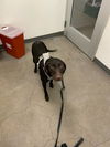 adoptable Dog in  named LOLA