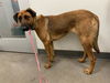 adoptable Dog in berkeley, CA named FRANCIE