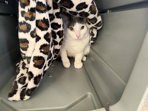 picture of the cat needing adoption