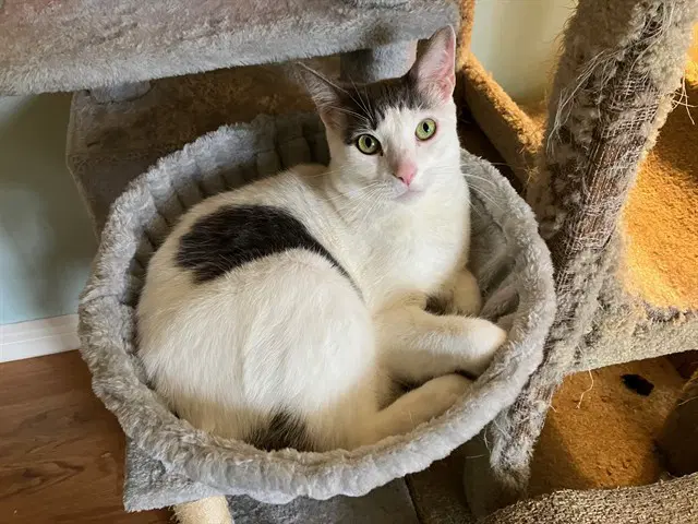 Major - Domestic Short Hair