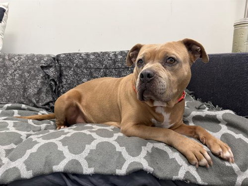 picture of the dog needing adoption