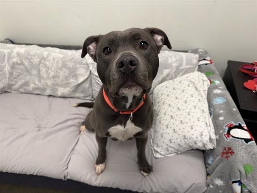 BLANCHE, an adoptable American Pit Bull Terrier in Berkeley , CA