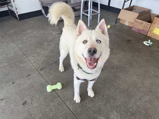 Siberian Husky