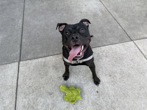 picture of the dog needing adoption