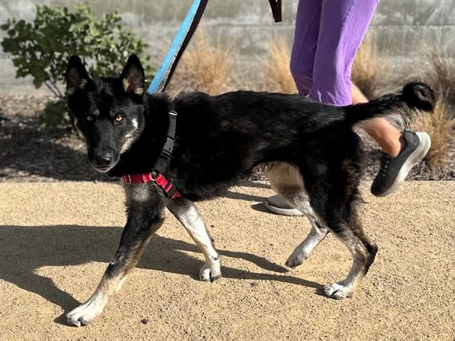 German Shepherd
