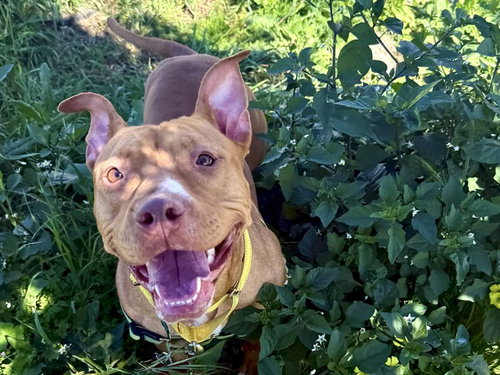 picture of the dog needing adoption