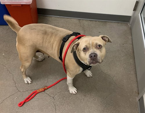 TRENTA, an adoptable American Pit Bull Terrier in Berkeley , CA