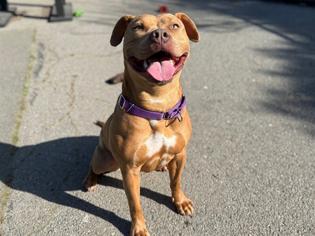 LOLA Image