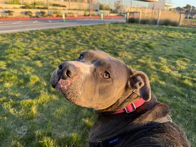 Sadie - American Pit Bull Terrier