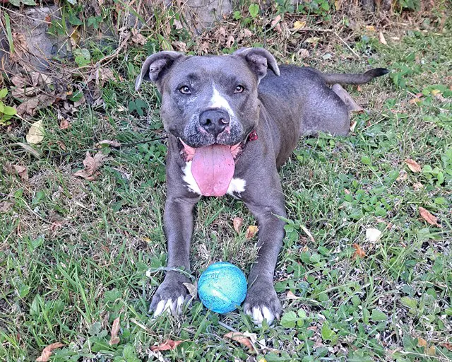 Sadie - American Pit Bull Terrier