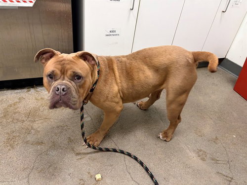 PERSEPHONE, an adoptable Bulldog in Berkeley , CA