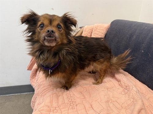 FAWN, an adoptable Pekingese in Berkeley , CA