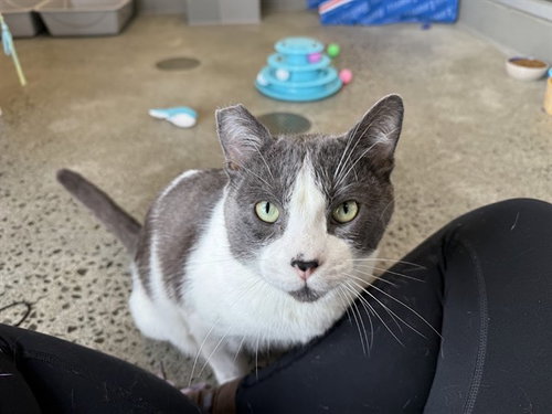 SHORTY, an adoptable Domestic Short Hair in Berkeley , CA