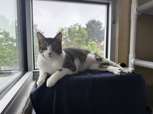 GERONIMO, an adoptable Domestic Short Hair in Berkeley , CA