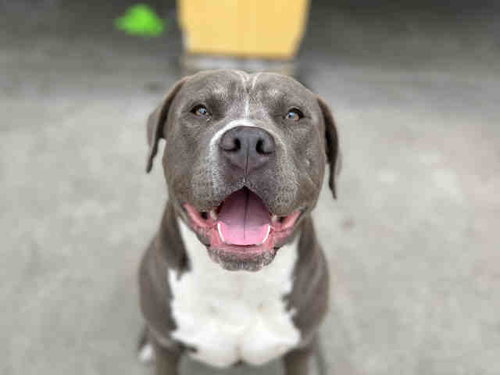 RASTA, an adoptable Pit Bull Terrier in Berkeley , CA