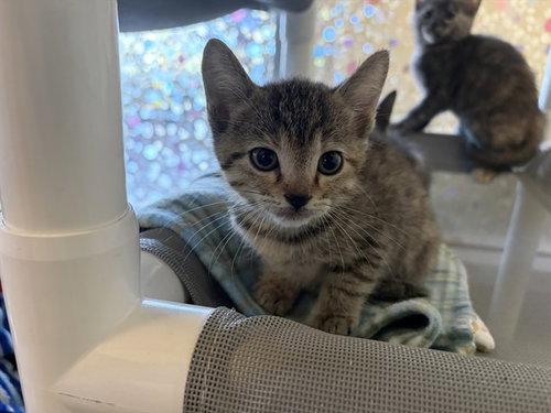 BELVA, an adoptable Domestic Short Hair in Berkeley , CA