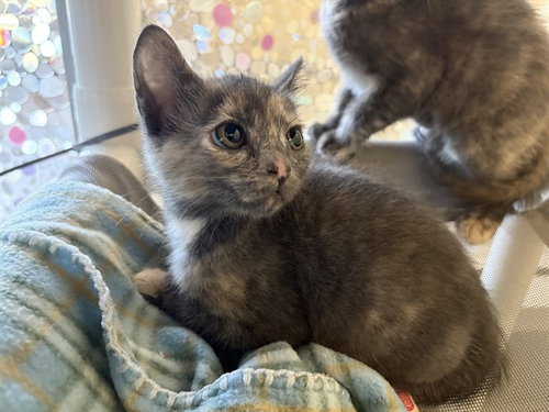 BUMPKIN, an adoptable Domestic Short Hair in Berkeley , CA