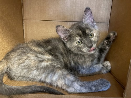 BABBLE, an adoptable Domestic Short Hair in Berkeley , CA