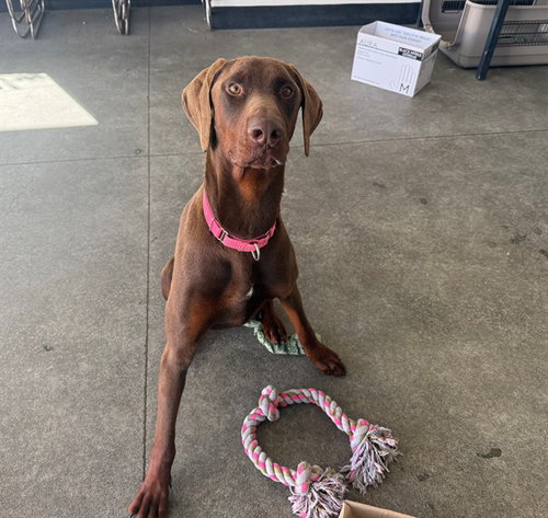 LANKIE, an adoptable Doberman Pinscher in Berkeley , CA