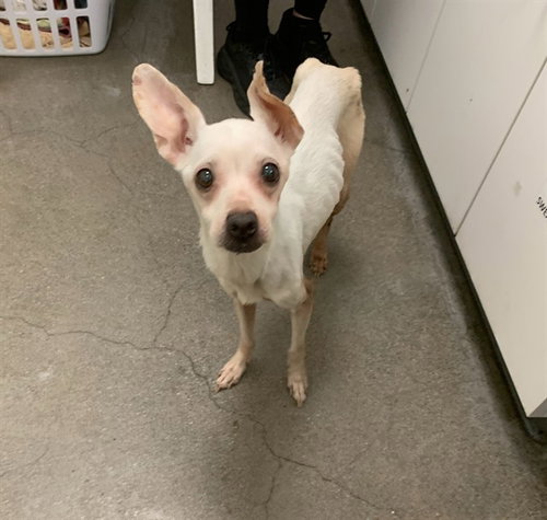 IRIS, an adoptable Chihuahua in Berkeley , CA