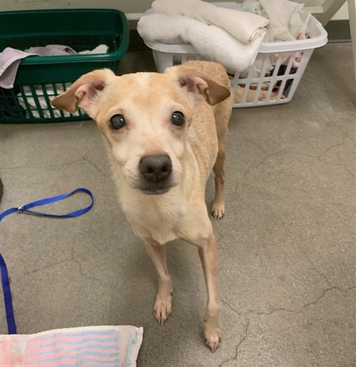 THOR, an adoptable Chihuahua in Berkeley , CA