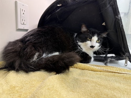 picture of the cat needing adoption