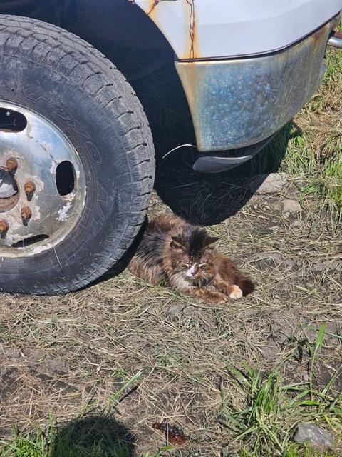 picture of the cat needing adoption