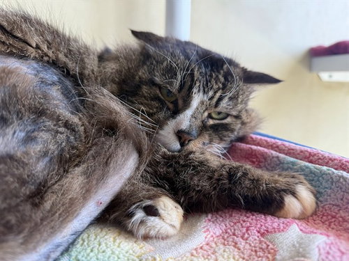 picture of the cat needing adoption