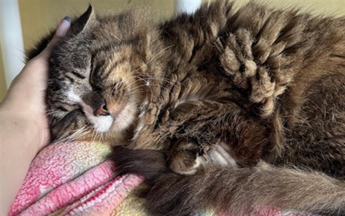 CHICO, Senior Domestic Long Hair (medium coat), cat for adoption in Oakley, California