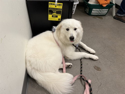 picture of the dog needing adoption