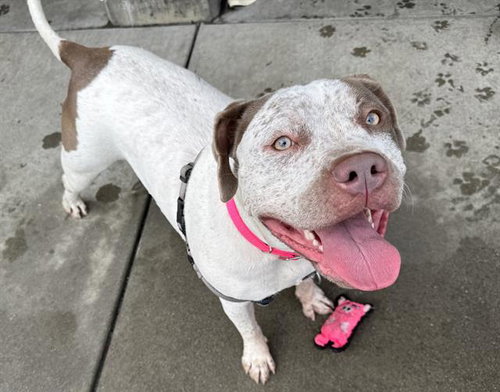 ARTEMIS, an adoptable American Pit Bull Terrier in Berkeley , CA