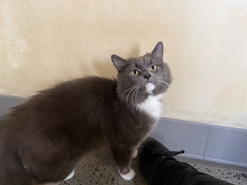 BENTO, Adult Domestic Long Hair (medium coat), cat for adoption in Oakley, California