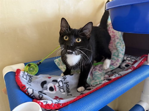 OREO, Young Domestic Short Hair (medium coat), cat for adoption in Oakley, California