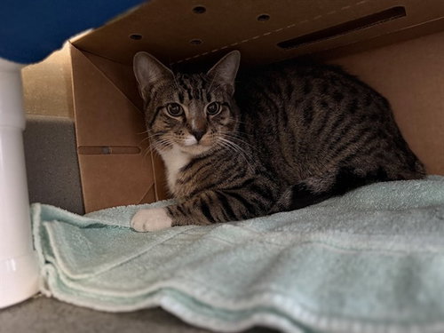 MEL, Young Domestic Short Hair (medium coat), cat for adoption in Oakley, California