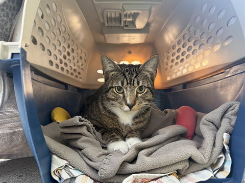 MEL, an adoptable Domestic Short Hair in Berkeley , CA