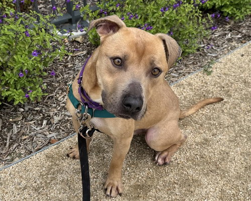 RASCAL, an adoptable American Pit Bull Terrier in Berkeley , CA