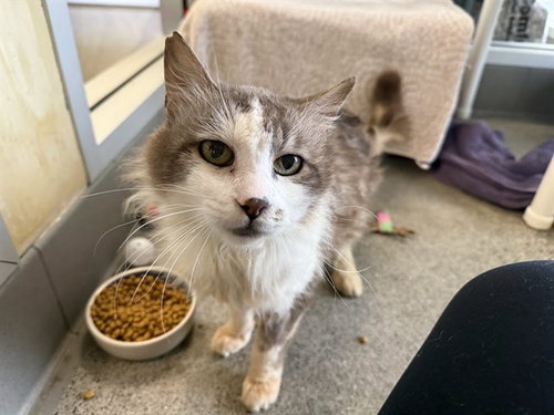SOCCER DAD, an adoptable Domestic Long Hair in Berkeley , CA