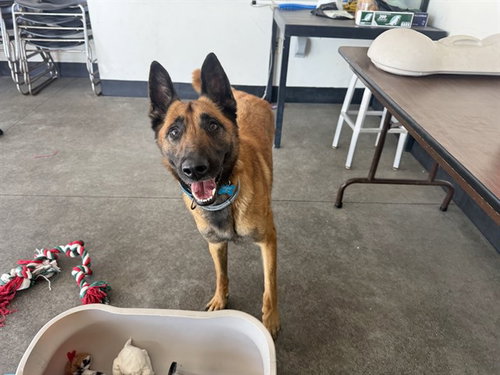 LOLA, an adoptable Belgian Shepherd Malinois in Berkeley , CA