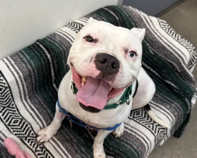 Winter - American Pit Bull Terrier
