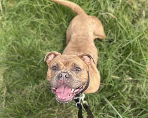 PERSEPHONE, an adoptable Bulldog in Berkeley , CA