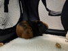 SNICKERDOODLE - Photo 1