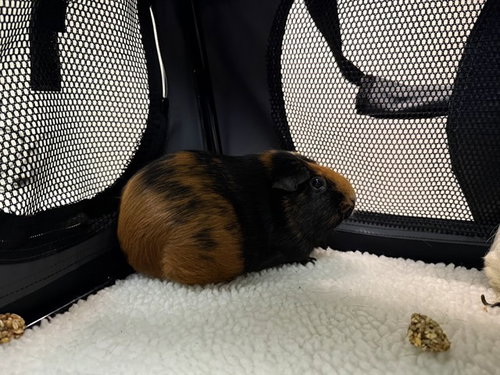 SNICKERDOODLE - Guinea Pig available for adoption